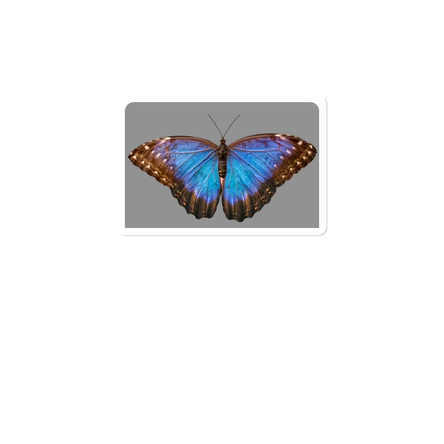 Butterfly blue Magnet