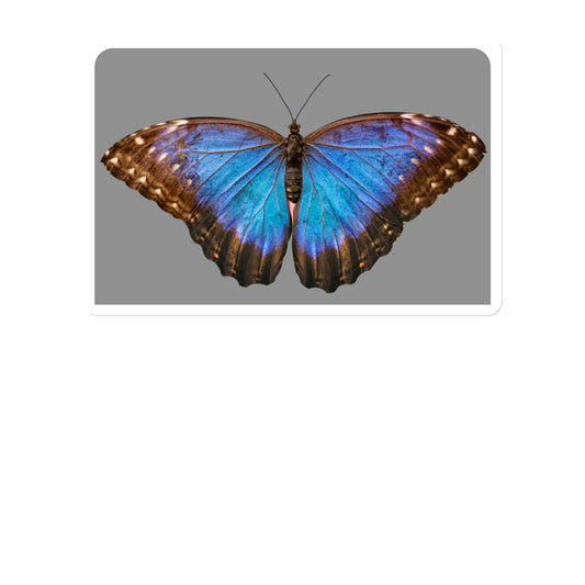 Butterfly blue Magnet